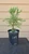 giant sequoia Sequoiadendron giganteum redwood landscape container grown tree