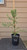 giant sequoia Sequoiadendron giganteum redwood landscape container grown tree