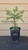 giant sequoia Sequoiadendron giganteum redwood landscape container grown tree