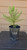 giant sequoia Sequoiadendron giganteum redwood landscape container grown tree
