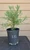 giant sequoia Sequoiadendron giganteum redwood landscape container grown tree