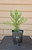 giant sequoia Sequoiadendron giganteum redwood landscape container grown tree