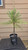 giant sequoia Sequoiadendron giganteum redwood landscape container grown tree
