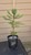 giant sequoia Sequoiadendron giganteum redwood landscape container grown tree