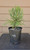 giant sequoia Sequoiadendron giganteum redwood landscape container grown tree pre-bonsai