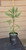 giant sequoia Sequoiadendron giganteum redwood landscape container grown tree