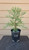 giant sequoia Sequoiadendron giganteum redwood landscape container grown tree