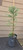 giant sequoia Sequoiadendron giganteum redwood landscape container grown tree