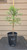 giant sequoia Sequoiadendron giganteum redwood landscape container grown tree