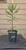 giant sequoia Sequoiadendron giganteum redwood landscape container grown tree