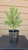giant sequoia Sequoiadendron giganteum redwood landscape container grown tree