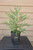 giant sequoia Sequoiadendron giganteum redwood landscape container grown tree