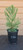 giant sequoia Sequoiadendron giganteum redwood landscape container grown tree