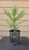 giant sequoia Sequoiadendron giganteum redwood landscape container grown tree