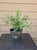 giant sequoia Sequoiadendron giganteum redwood landscape container grown tree pre-bonsai