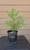 giant sequoia Sequoiadendron giganteum redwood landscape container grown tree