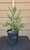 giant sequoia Sequoiadendron giganteum redwood landscape container grown tree