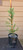 giant sequoia Sequoiadendron giganteum redwood landscape container grown tree