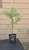 giant sequoia Sequoiadendron giganteum redwood landscape container grown tree