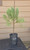 giant sequoia Sequoiadendron giganteum redwood landscape container grown tree
