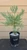 giant sequoia Sequoiadendron giganteum redwood landscape container grown tree