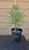 giant sequoia Sequoiadendron giganteum redwood landscape container grown tree