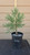 giant sequoia Sequoiadendron giganteum redwood landscape container grown tree