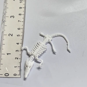 Crocodile (?) Skeleton - 20260918