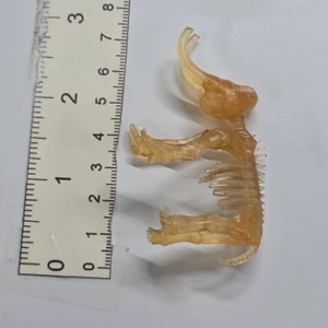 Woolly Mammoth Skeleton - Clear Yellowish - 20260930 - RWK657