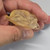 Dinosaur Egg Hatching Clear Mini Figure - 20260109 - RWK596