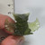 Gamera Series - Clear Green - Gyaos - 20260422 - RWK633