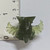 Gamera Series - Clear Green - Gyaos - 20260422 - RWK633