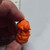 SD Radioactive Lawsuit Lizard - Orange #03 - 20260612 - RWK644