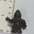GeGeGe No Kitaro Series Keshi - Dark Brown #06 - 20260619