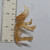 Woolly Mammoth Skeleton - Clear Yellowish - 20260930 - RWK657