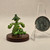 Pokemon Series Mini Figure - Cacnea & Cacturne - 20240702 - RWK364