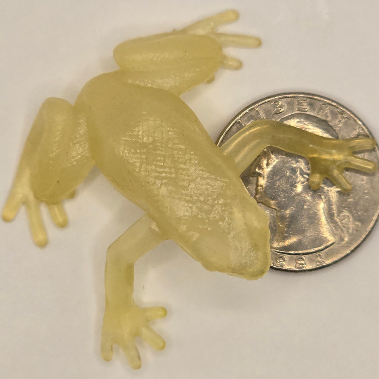 Frog - GID - 20240704 - RWK362