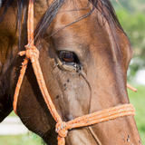 How to Keep Insects Away From Your Horses