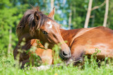 10 Steps to Managing Your Horse with Colic