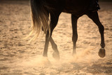 Regenerative Therapy For Equine Athletes