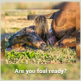 Are you foal ready? 