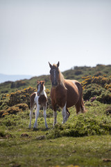 How Often Should You Worm A Horse? A Comprehensive Guide