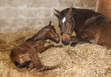 Post Foaling Complications