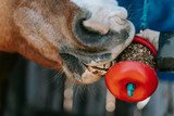 Horse Teeth: What You Need to Know