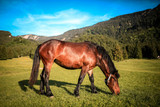 4cyte Equine Gel Vs Granules: Which is Best for Your Horse?