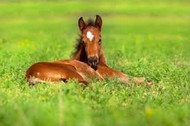 21 Reasons To Contact Your Veterinarian This Foaling Season