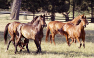 Preparing Your Dry Mare This Breeding Season