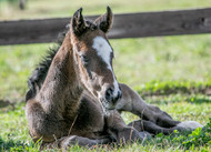 Eight Characteristics of Normal Foal Behaviour