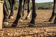 White Line Disease in Horses: What Is It and What Can I Do About It?