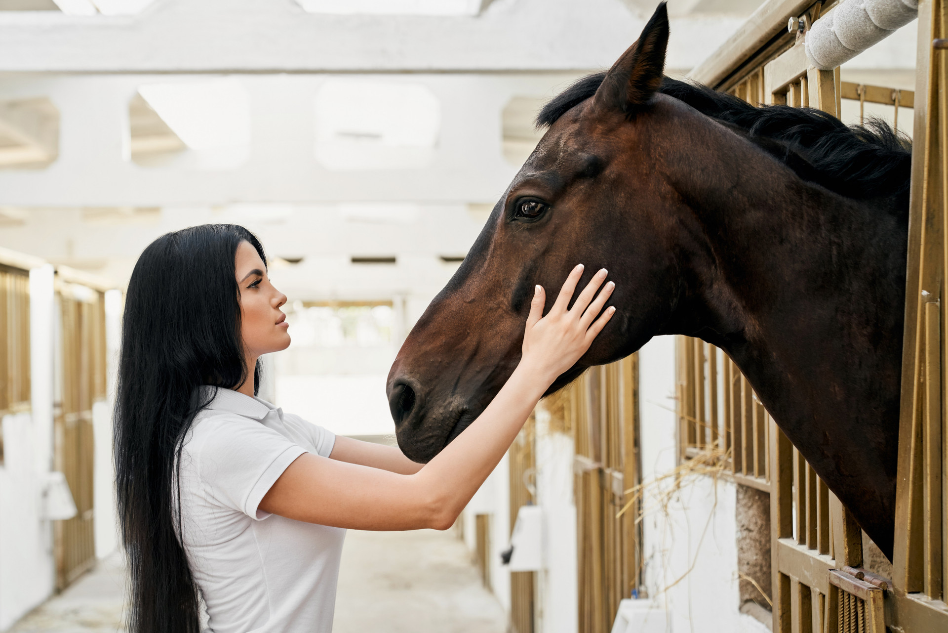 Horse Vet Supplies Buy Equine Vet Products Online in Australia